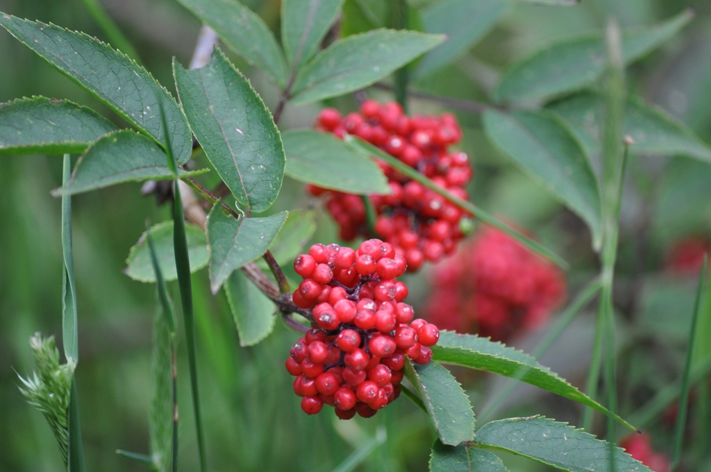 DSC_0015_3 DSC_0015_3