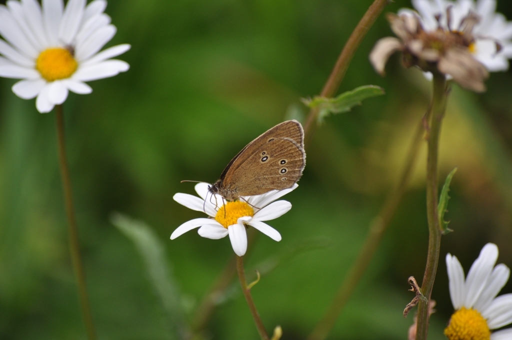 DSC_0051_2 DSC_0051_2