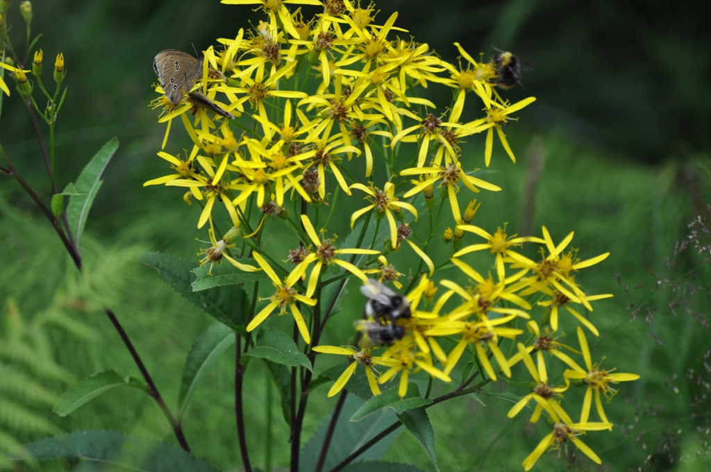 DSC_0052_2 DSC_0052_2